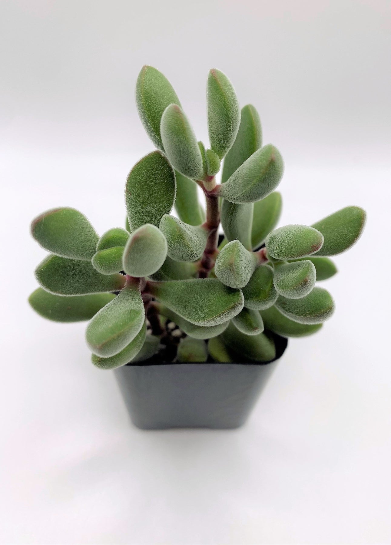 #31 Crassula Congesta