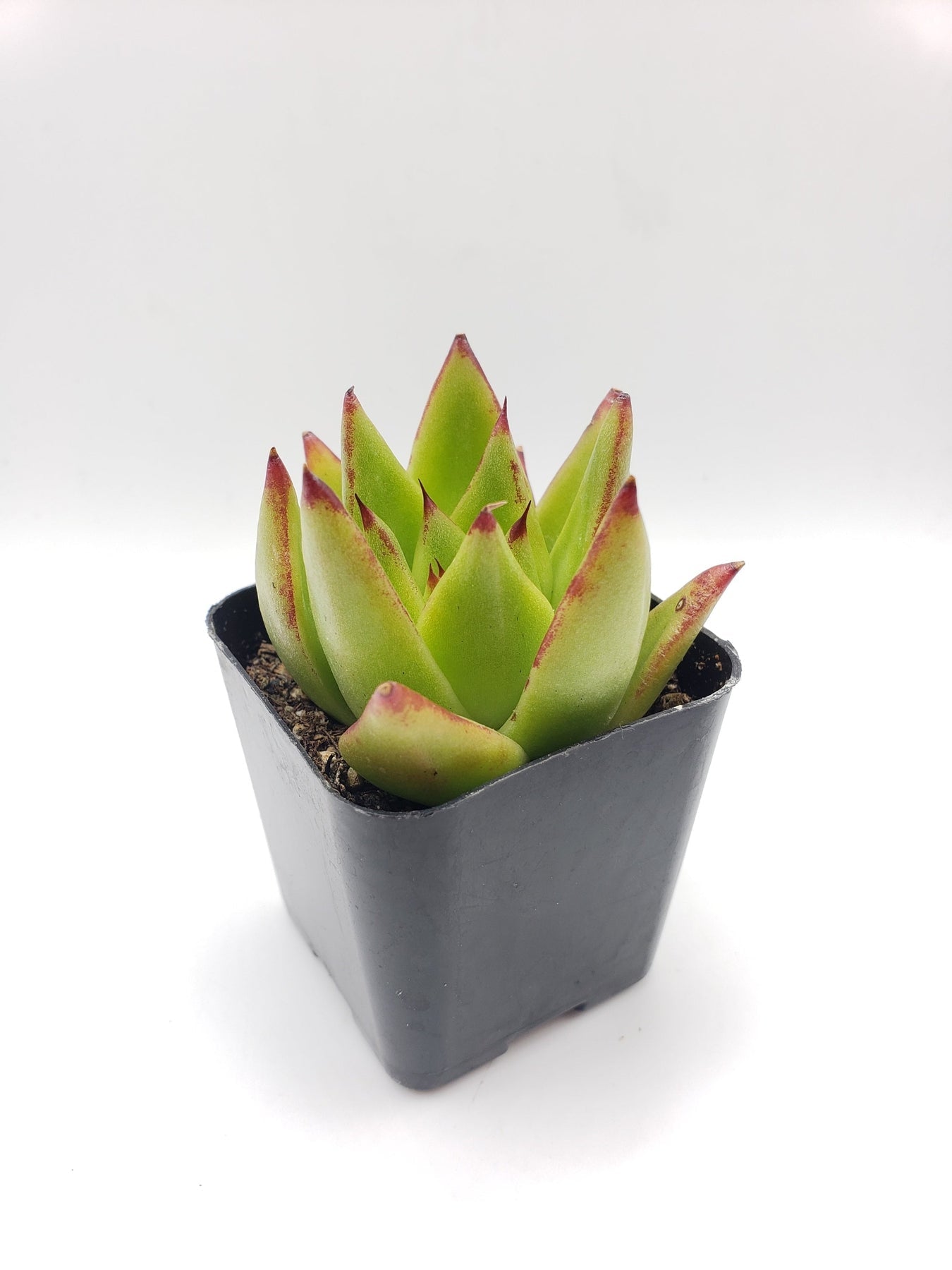 #52 Echeveria agavoides lipstick