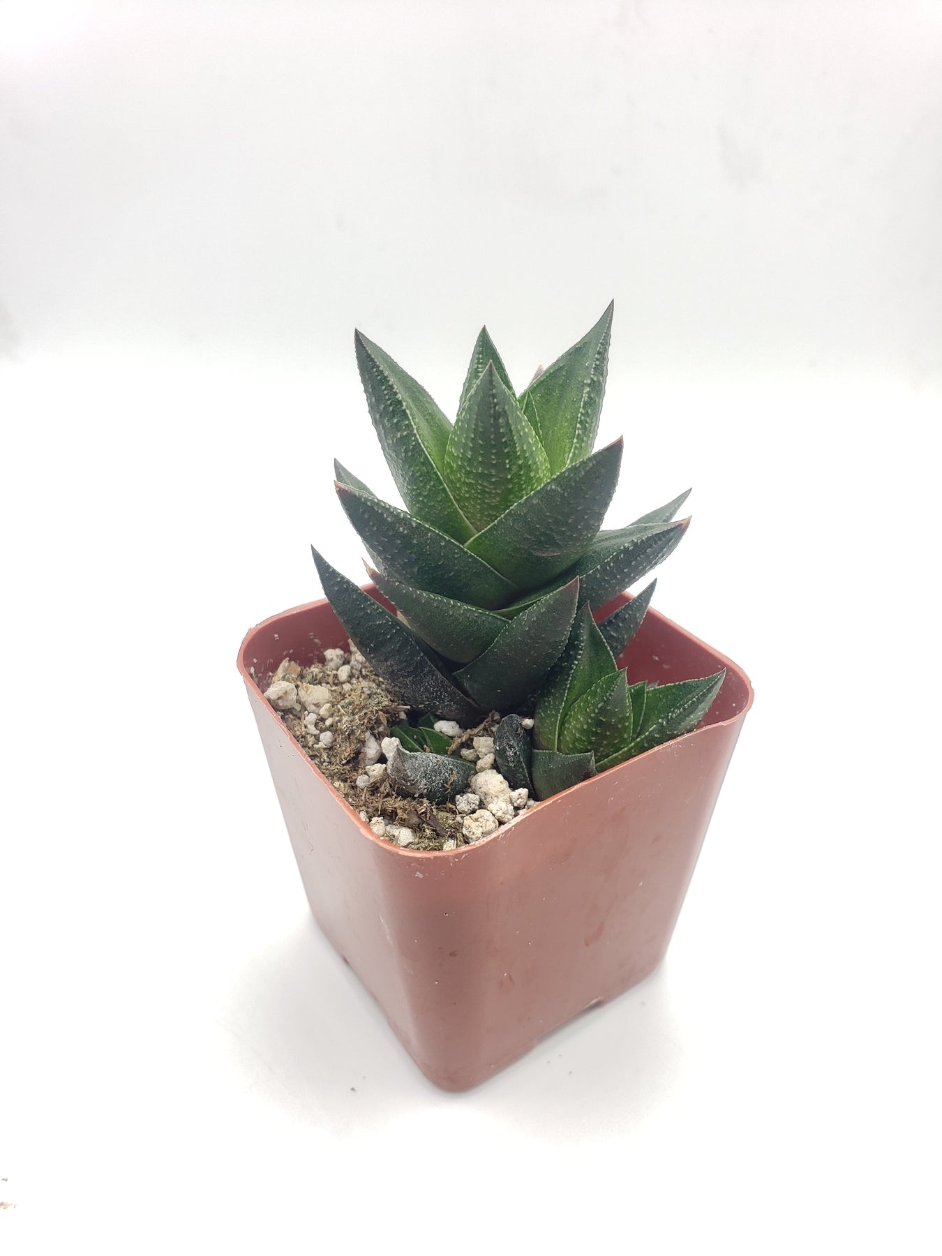 #58 Haworthia resendeana