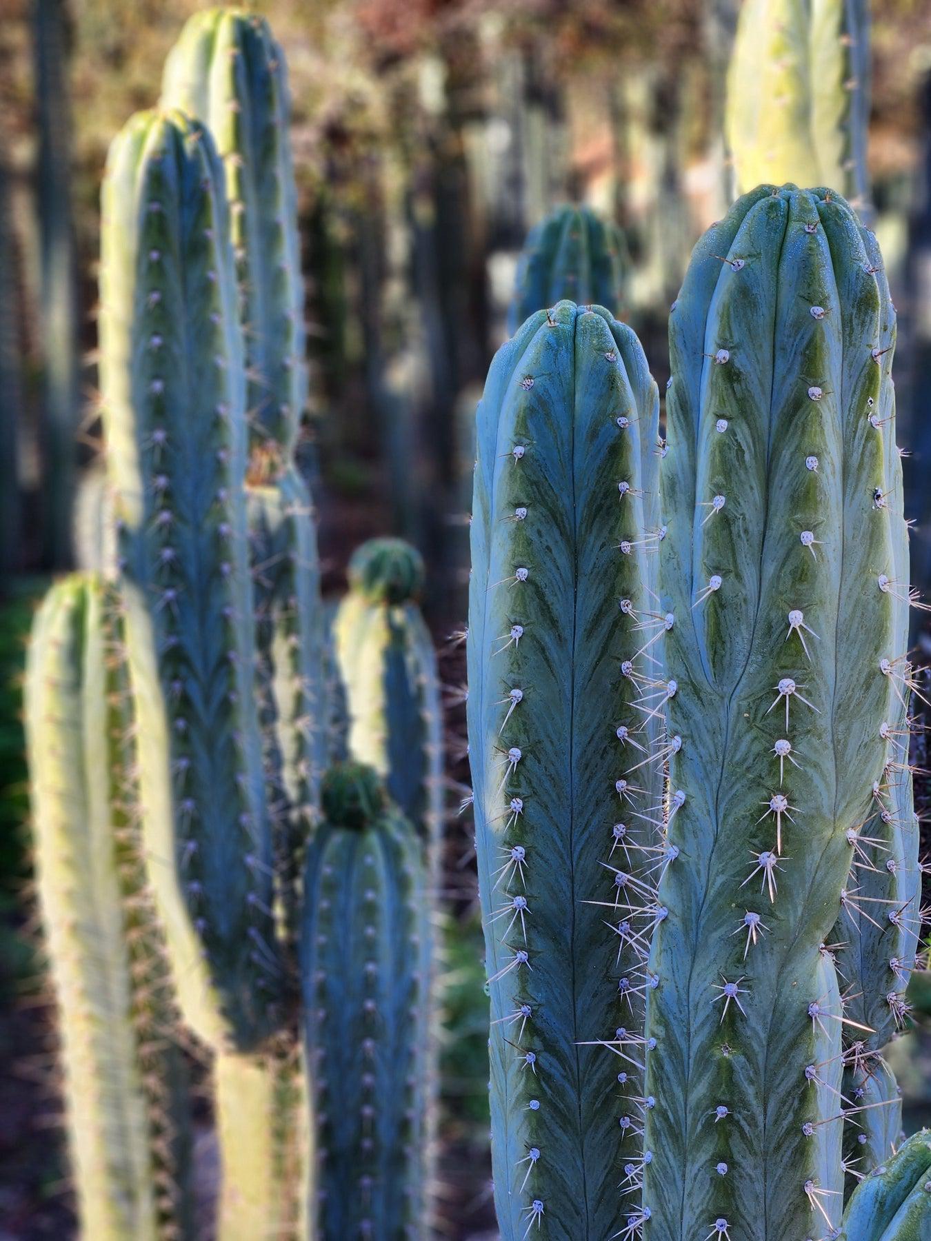 #EC45 EXACT Trichocereus Peruvianus “Storage Yard” Cactus CUTTING