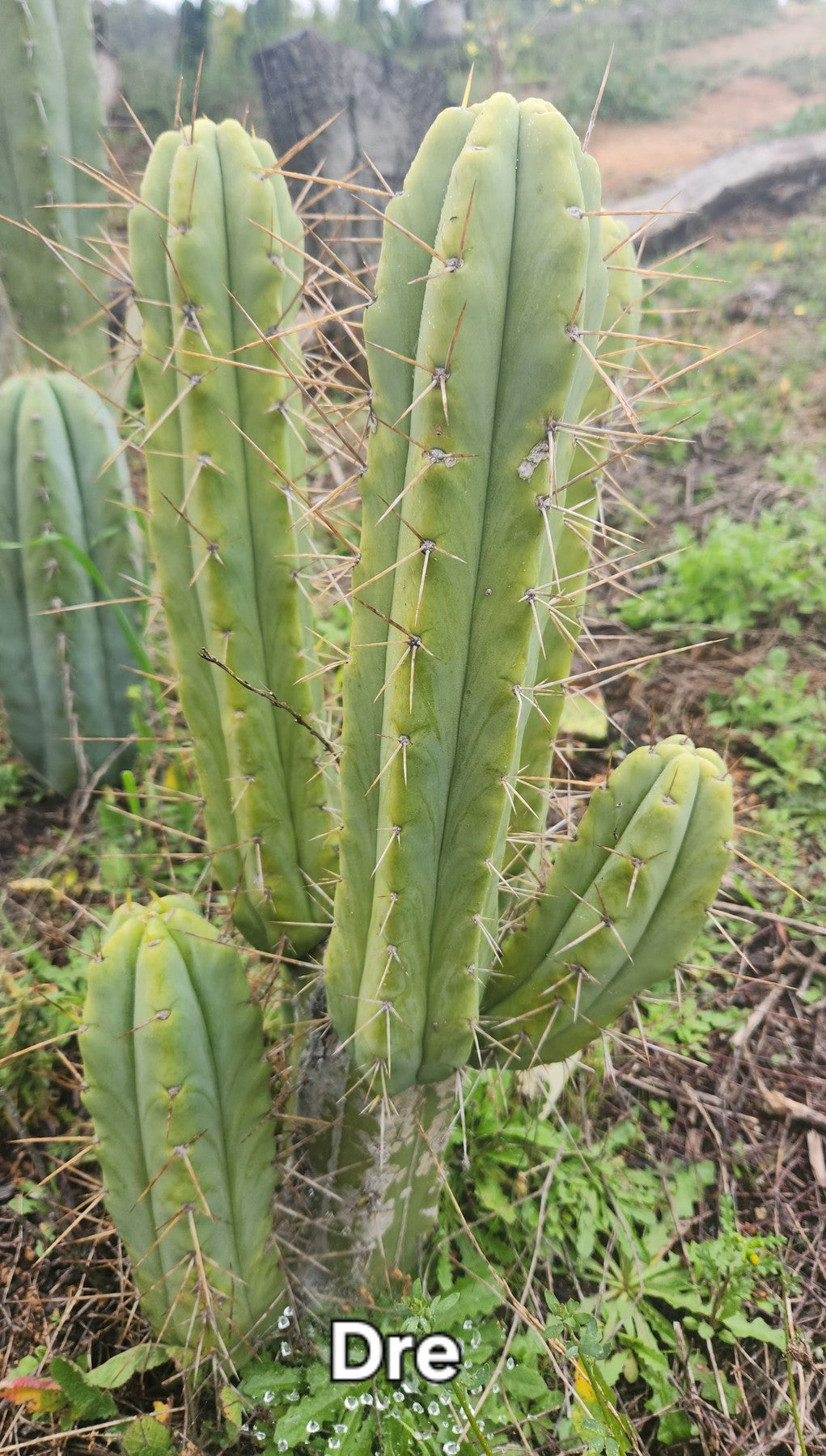 #EC50 EXACT Trichocereus Bridgesii “DRE” Cactus Cutting 10″